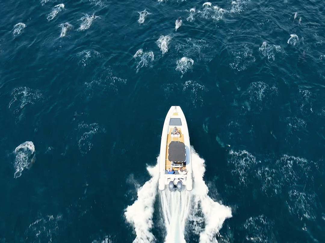 SoCal Whale Watching-长滩必去景点