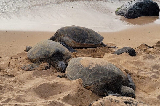 Tropical Hawaiian Tours LLC-瓦胡岛必去景点