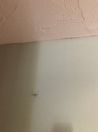 Holiday Hill Inn & Suites主图