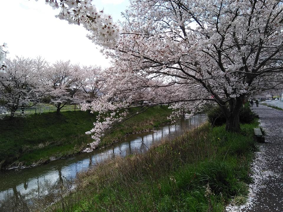 Udagawa Sakura Namiki景点图片