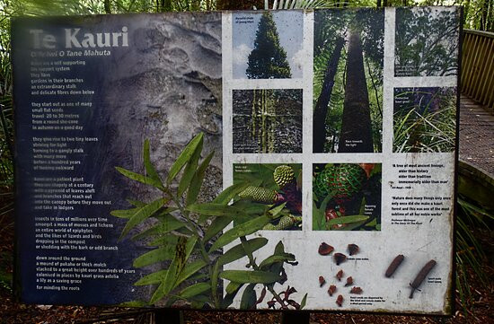 AH Reed Kauri Park景点图片