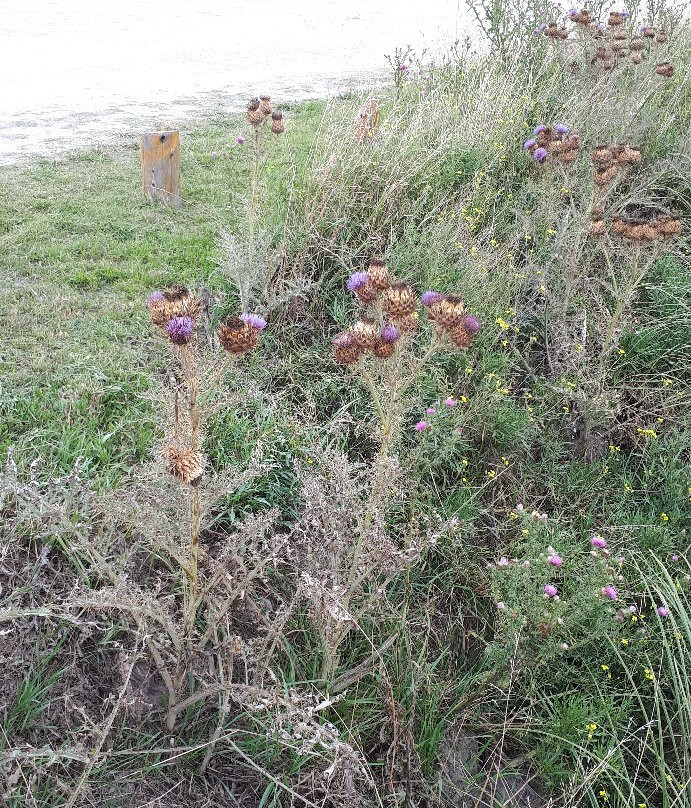 Las 7 cascadas del Arroyo Claromeco-Claromeco必去景点