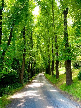 Wombat Hill Botanical Gardens-戴尔斯福特必去景点