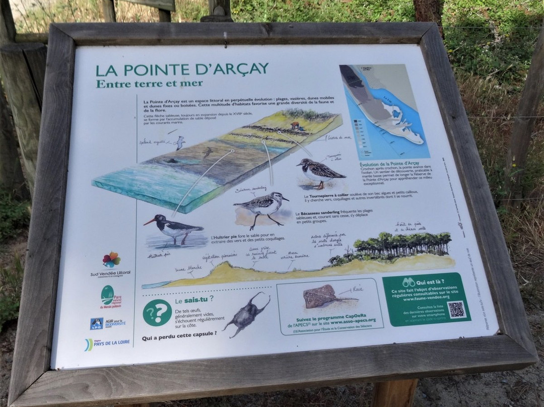 Plage Naturiste de la Pointe d'Arçay景点图片