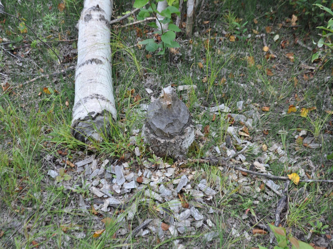 Fielding Bird Sanctuary-Sudbury必去景点
