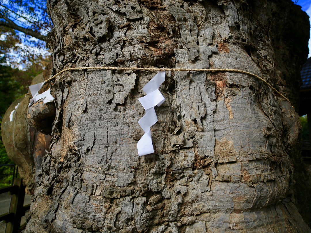 Zelkova Tree of Negoya Shrine-北斗市必去景点