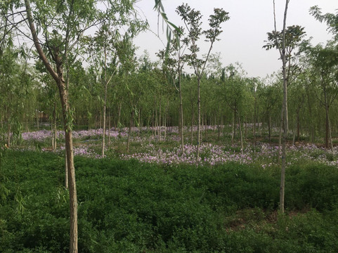 西青郊野公园-天津市必去景点