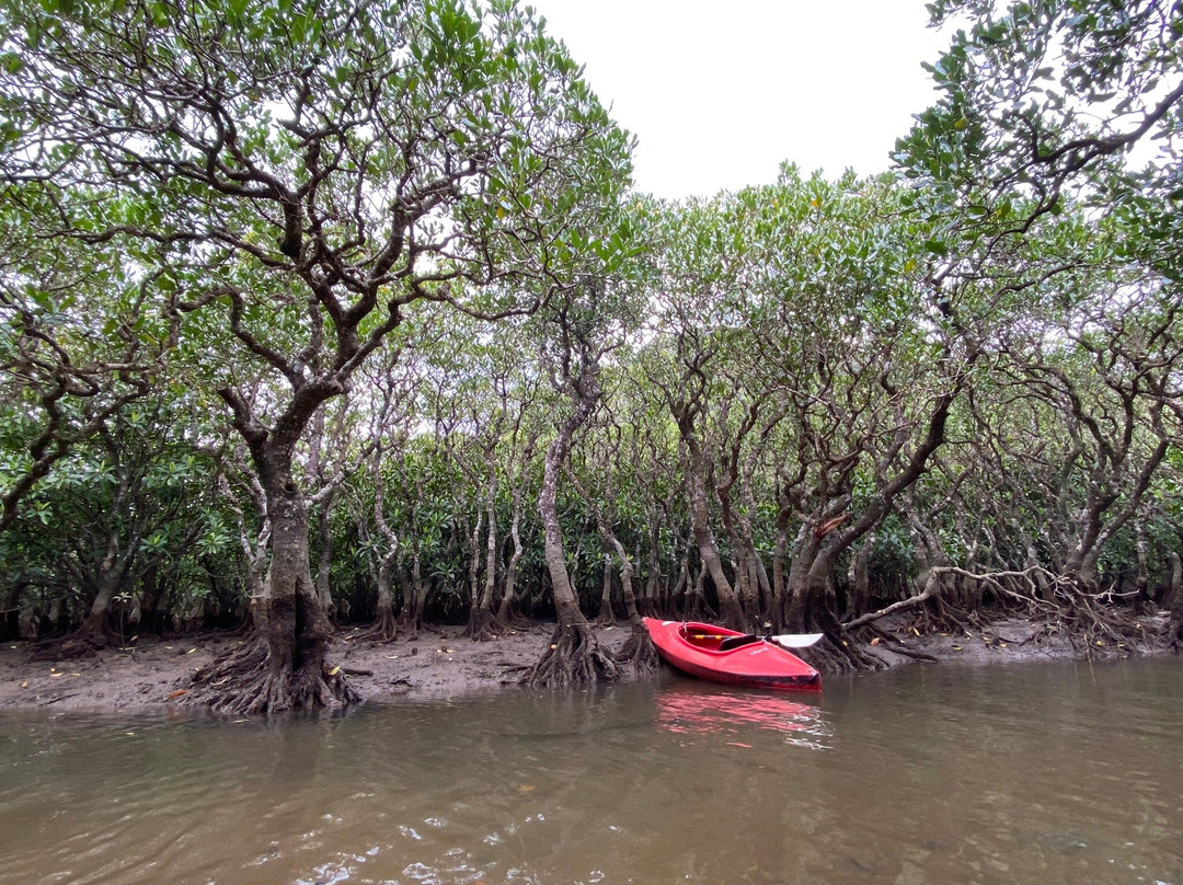 鹿儿岛国定公园原始红树林景点图片