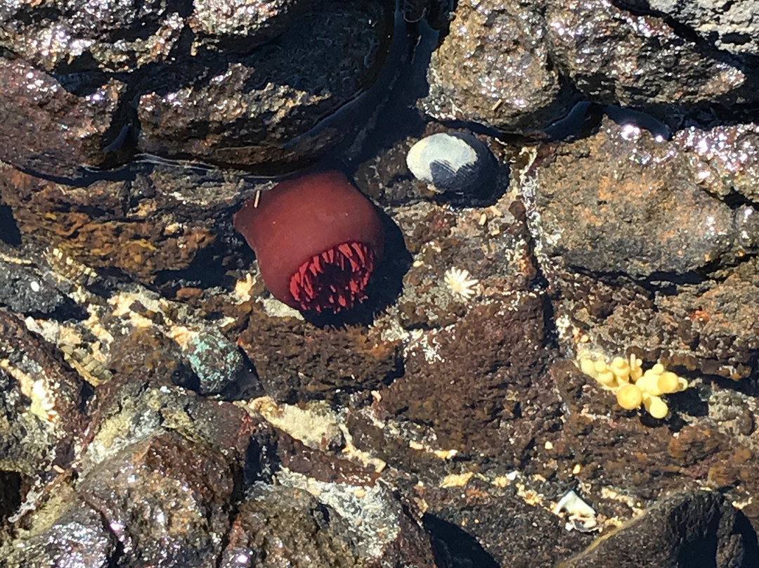 Johnsons Beach-企鹅岛必去景点