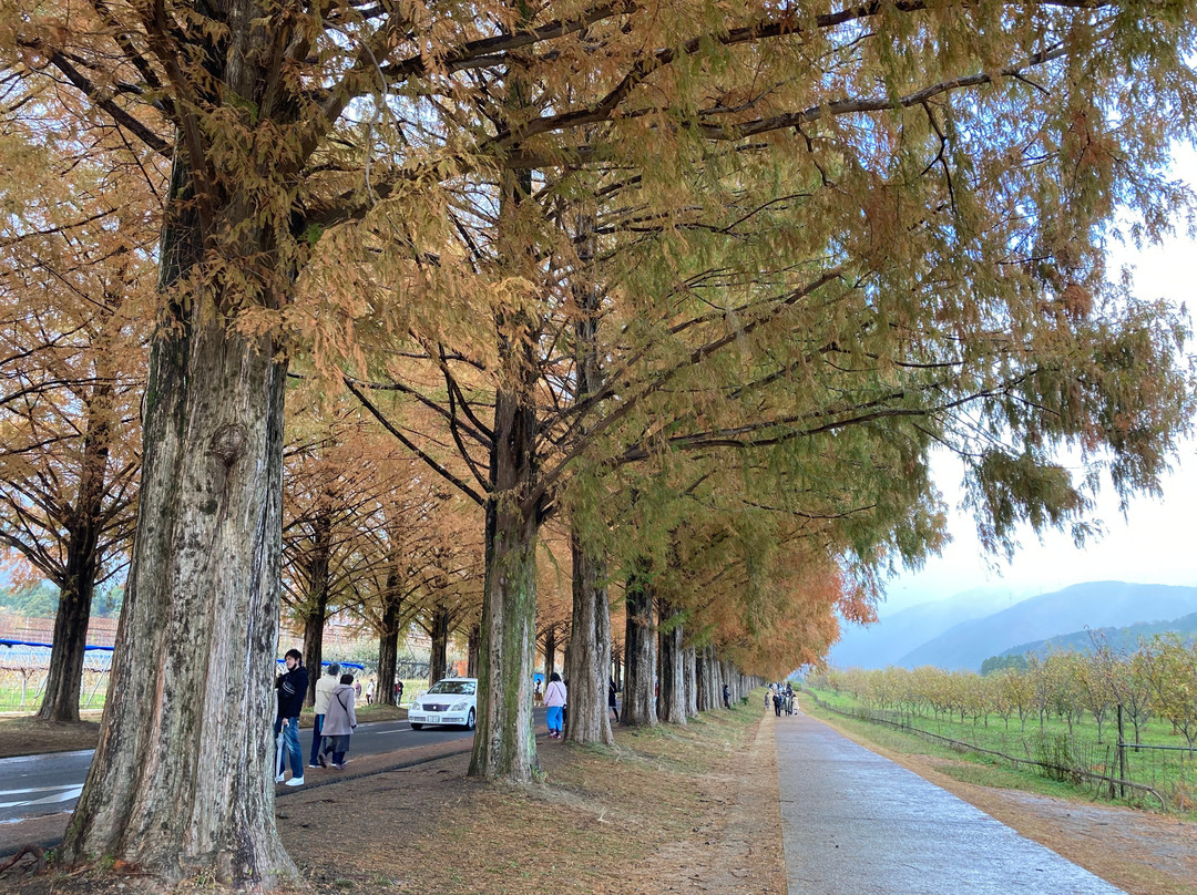 Metasequoia Namiki-高岛市必去景点