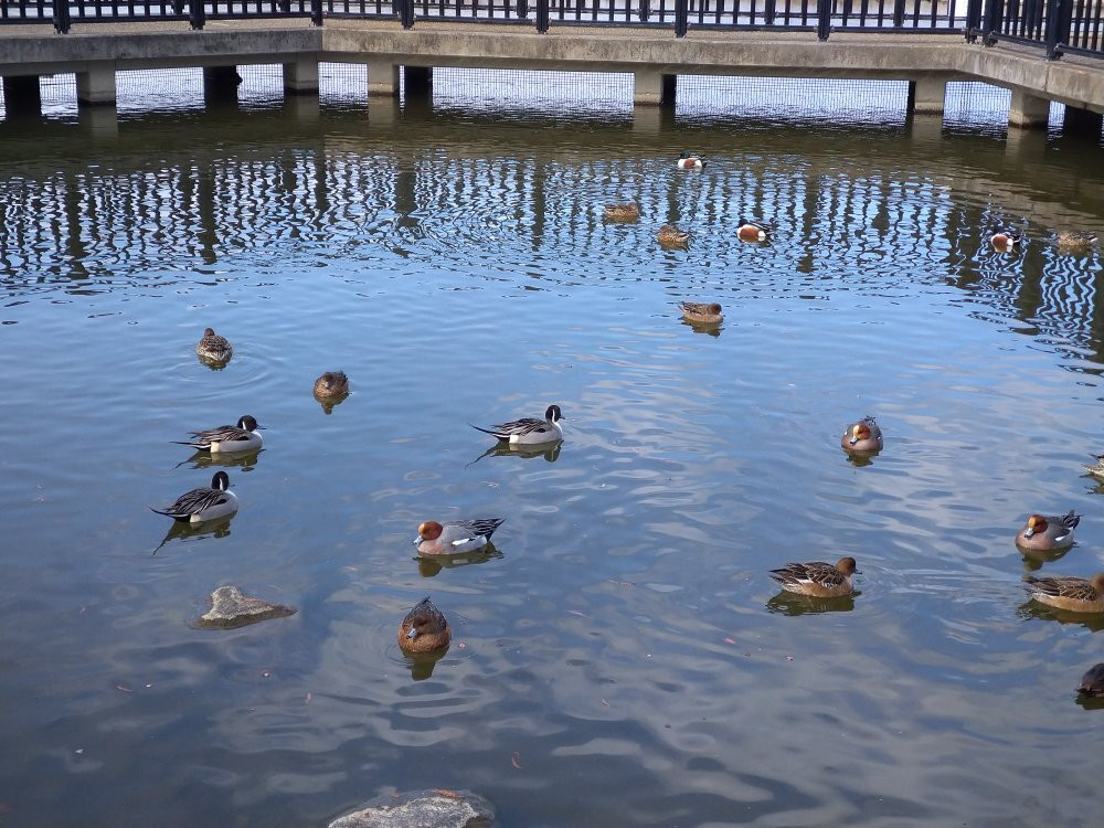 Koyaike Park-伊丹市必去景点