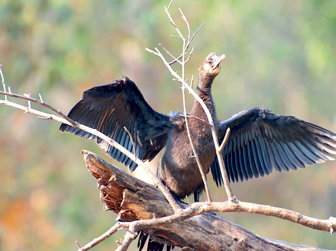 Tadoba Tiger King Resort主图