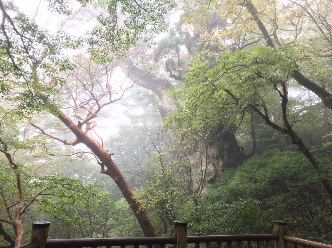 Jomonsugi景点图片