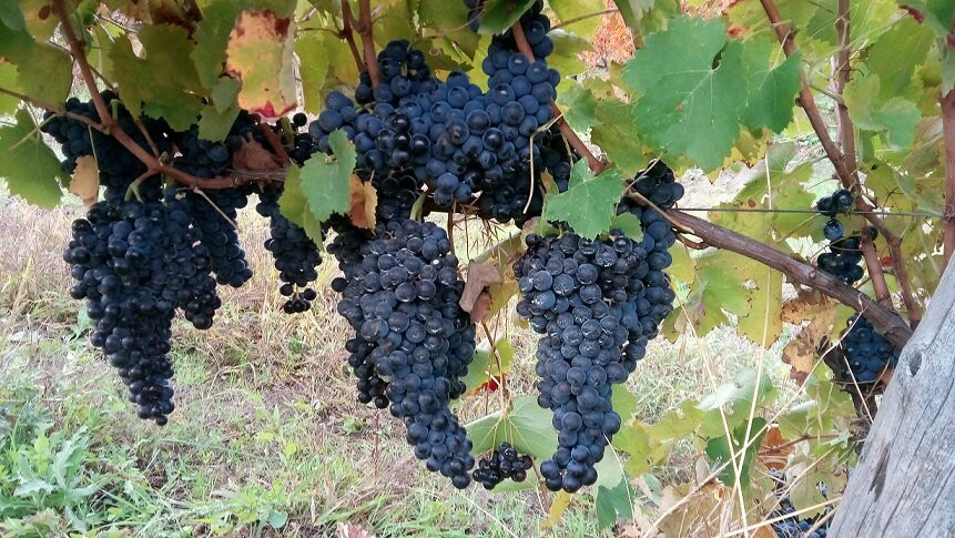Cantina Macchia dei briganti景点图片