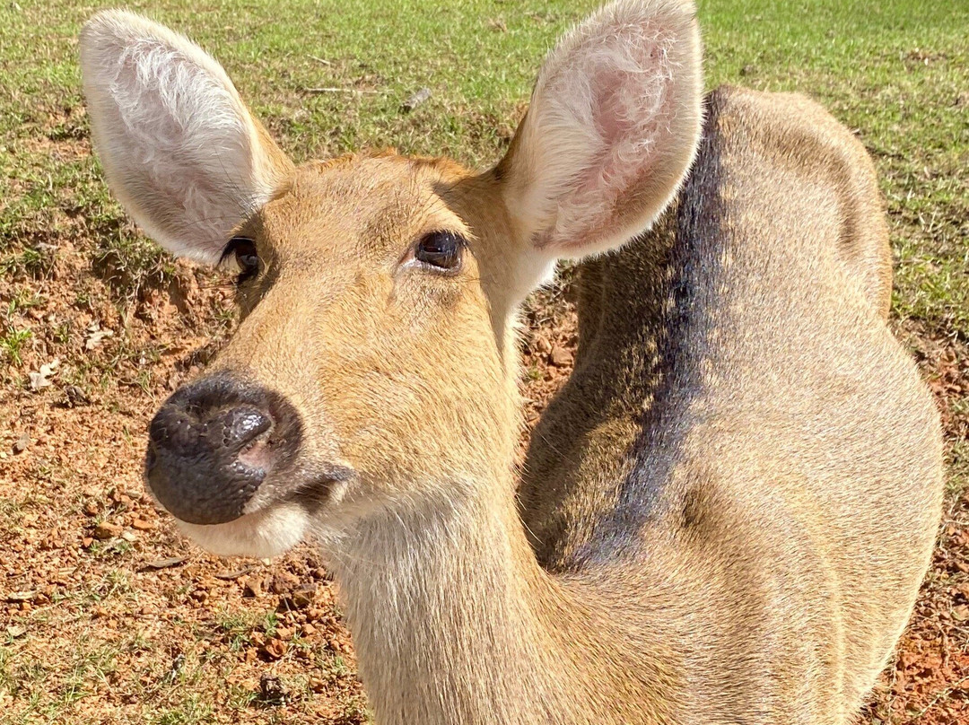 Cherokee Trace Drive-Thru Safari-Jacksonville必去景点