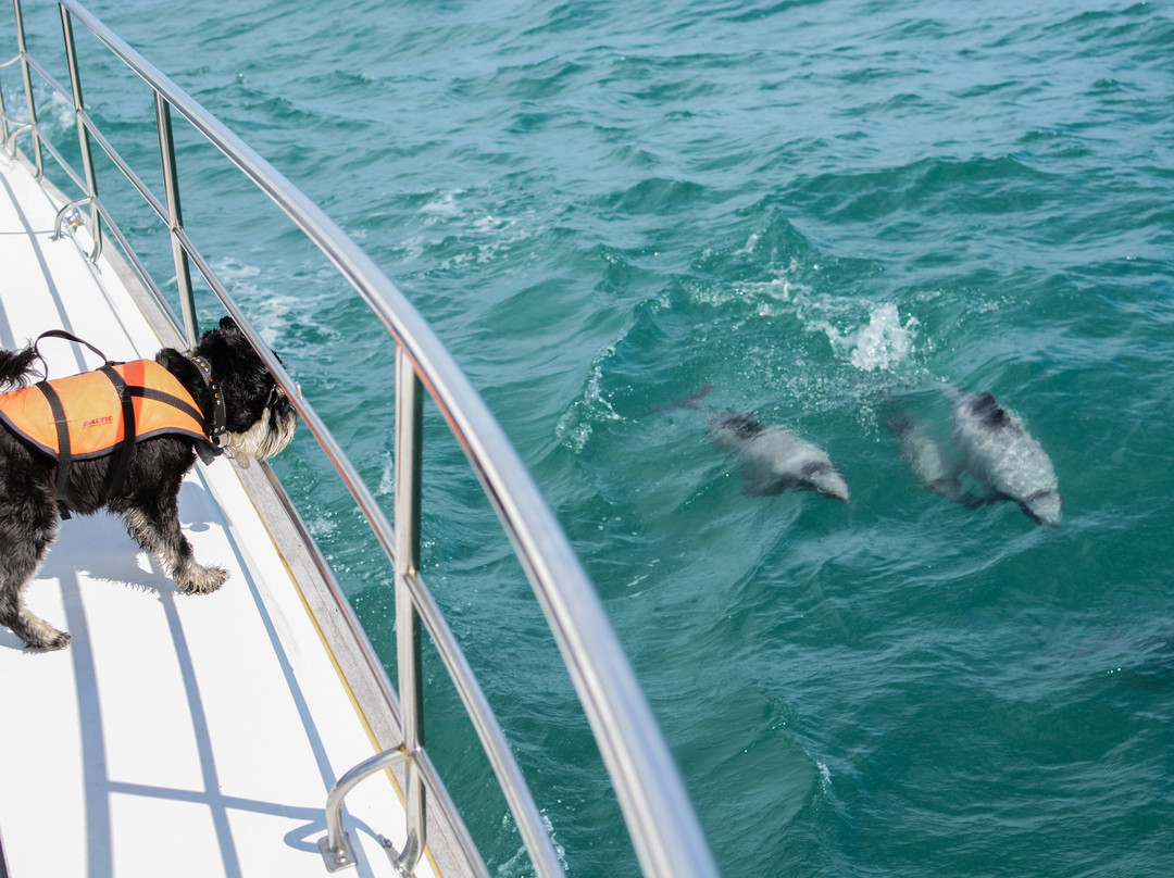 阿卡罗阿海豚观赏航行-阿卡罗阿必去景点