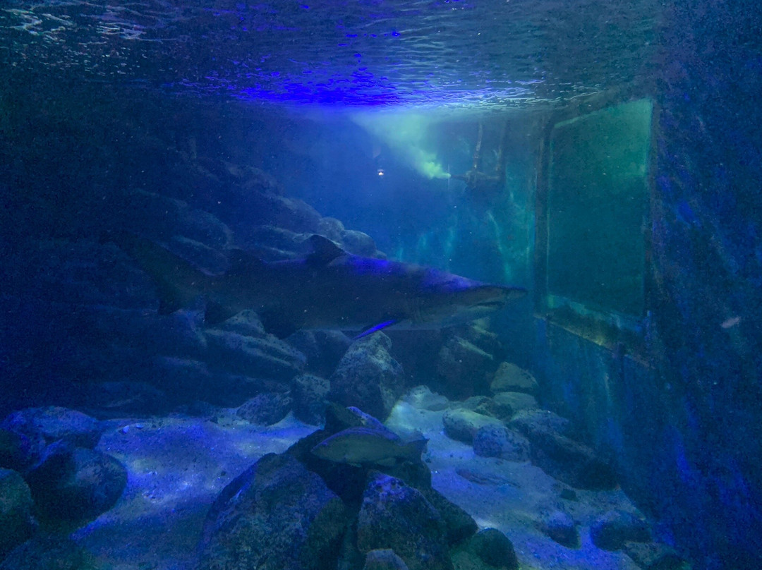 Ubatuba Aquarium景点图片
