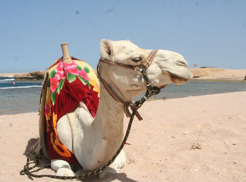 Got Your Guides-Safaga必去景点