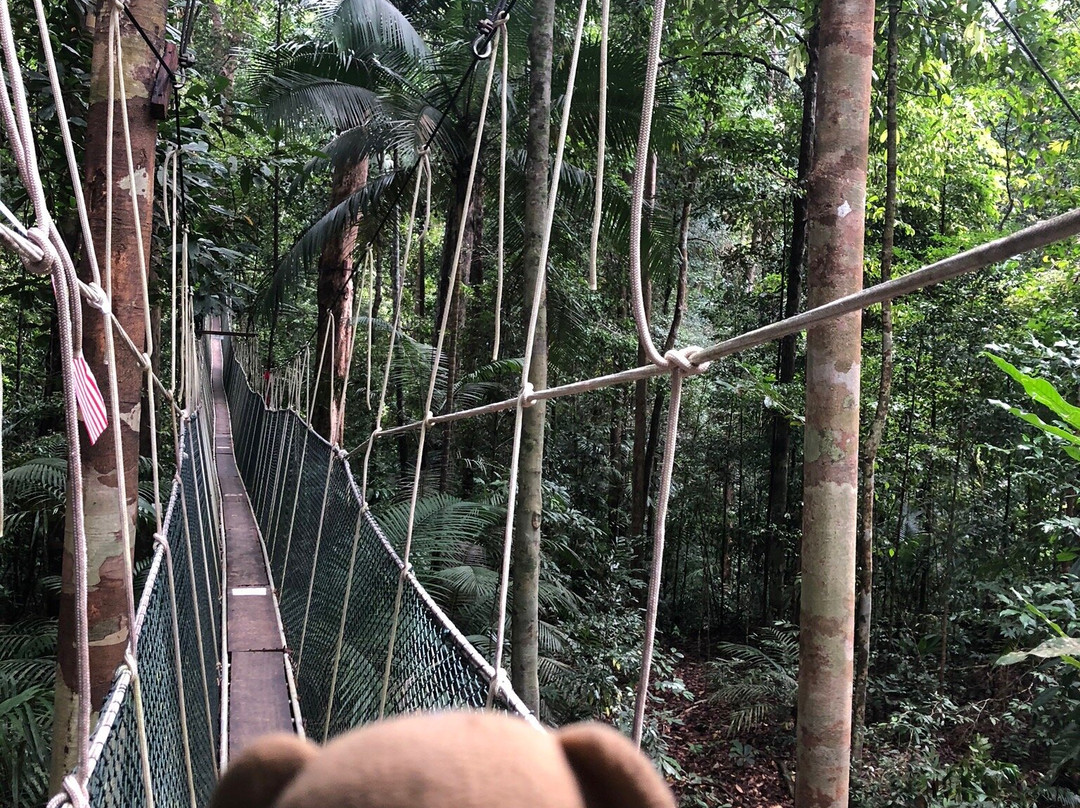 Taman Negara Canopy Walkway景点图片