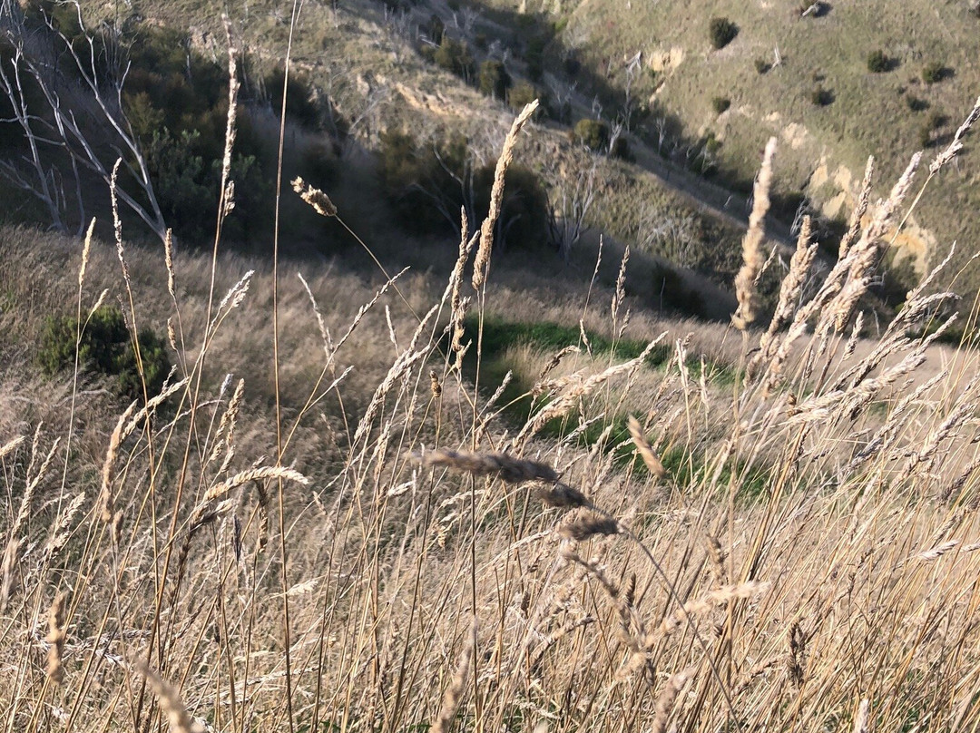 Wither Hills Mountainbike Park景点图片