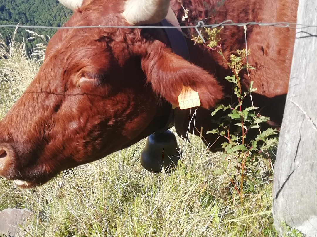 Saint Martin Valmeroux旅游攻略图片