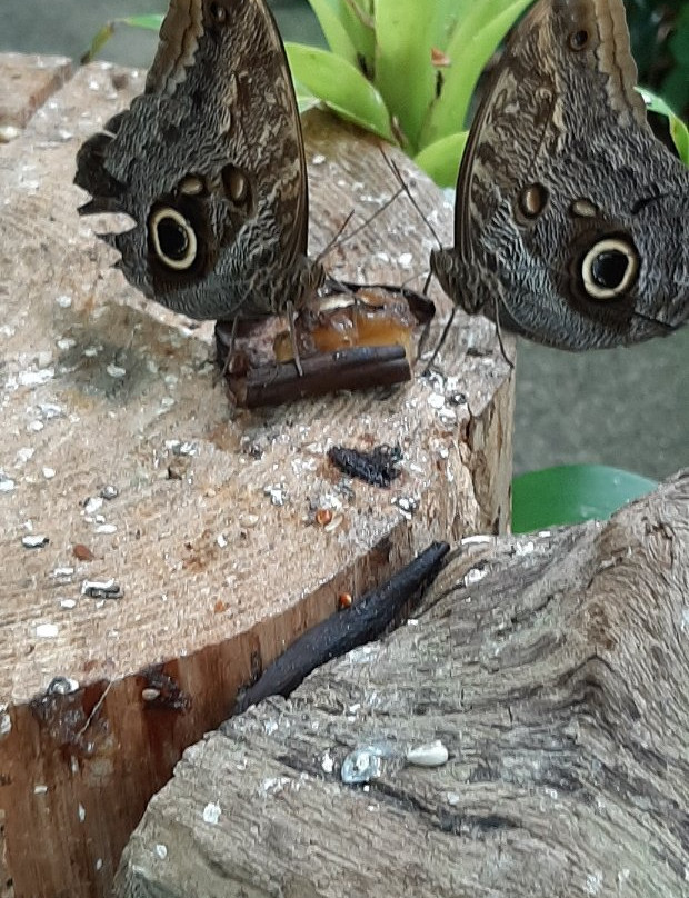 Collodi Butterfly House景点图片