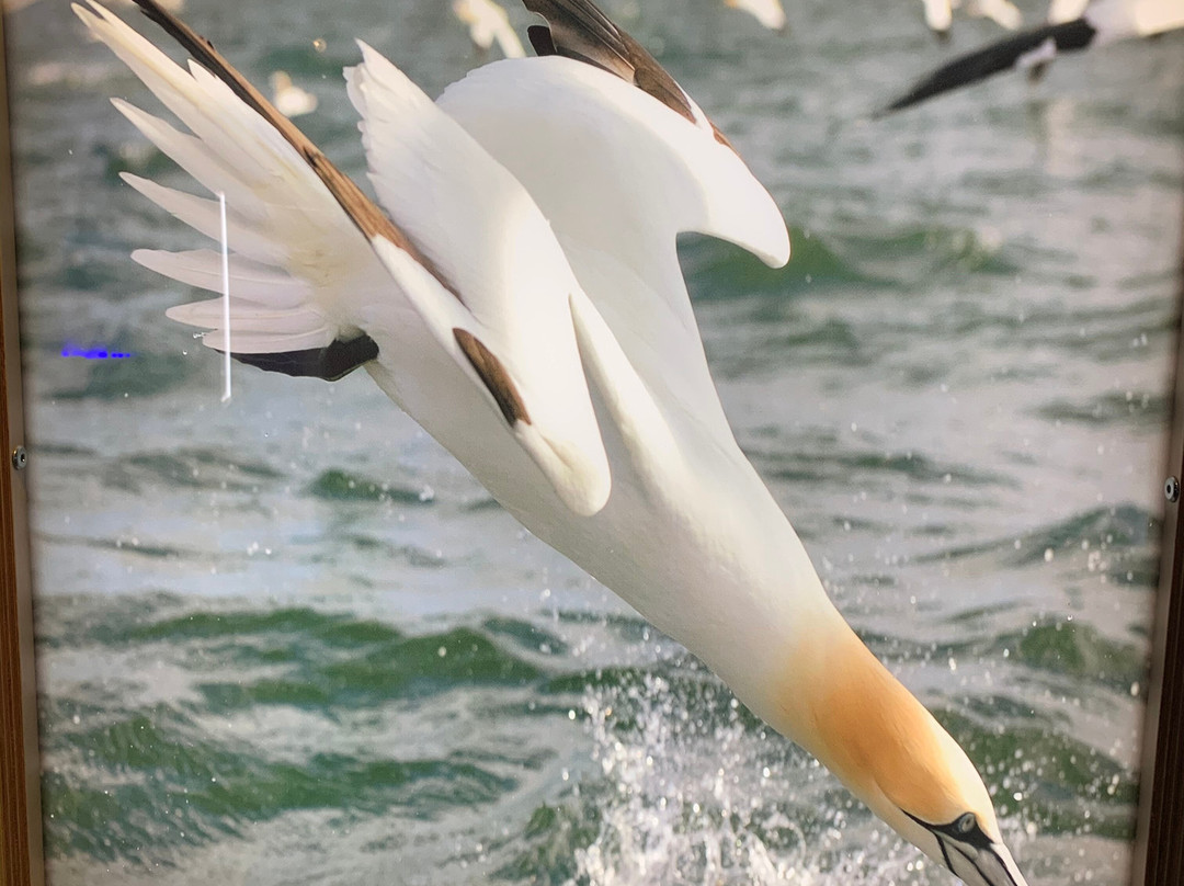 Scottish Seabird Centre-北柏威克必去景点