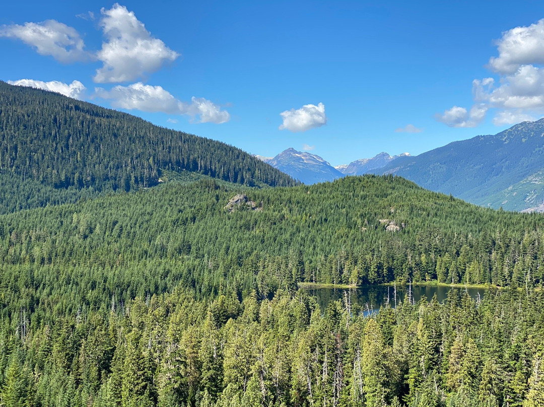 Ancient Cedars Trail-惠斯勒必去景点