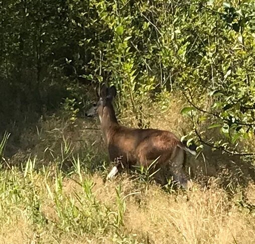 Brydon Lagoon-兰里市必去景点