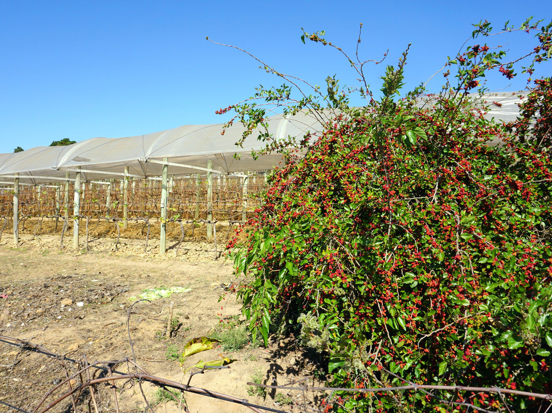 Adega Familia Ferragut-维涅杜必去景点