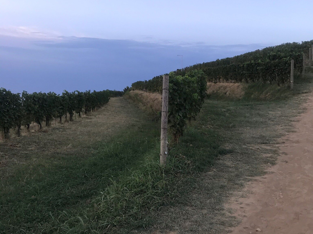 Vineria con Cucina in Fattoria Mancini-佩萨罗必去景点