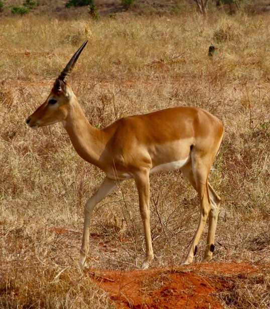 Lion Hill Safari Lodge-浴室