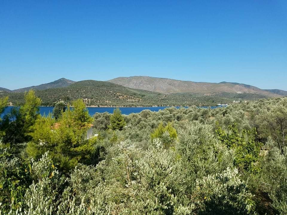 Gera's Olive Grove主图