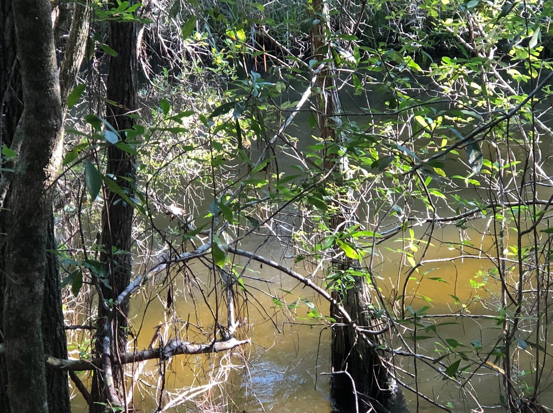 Turkey Creek Nature Trail景点图片
