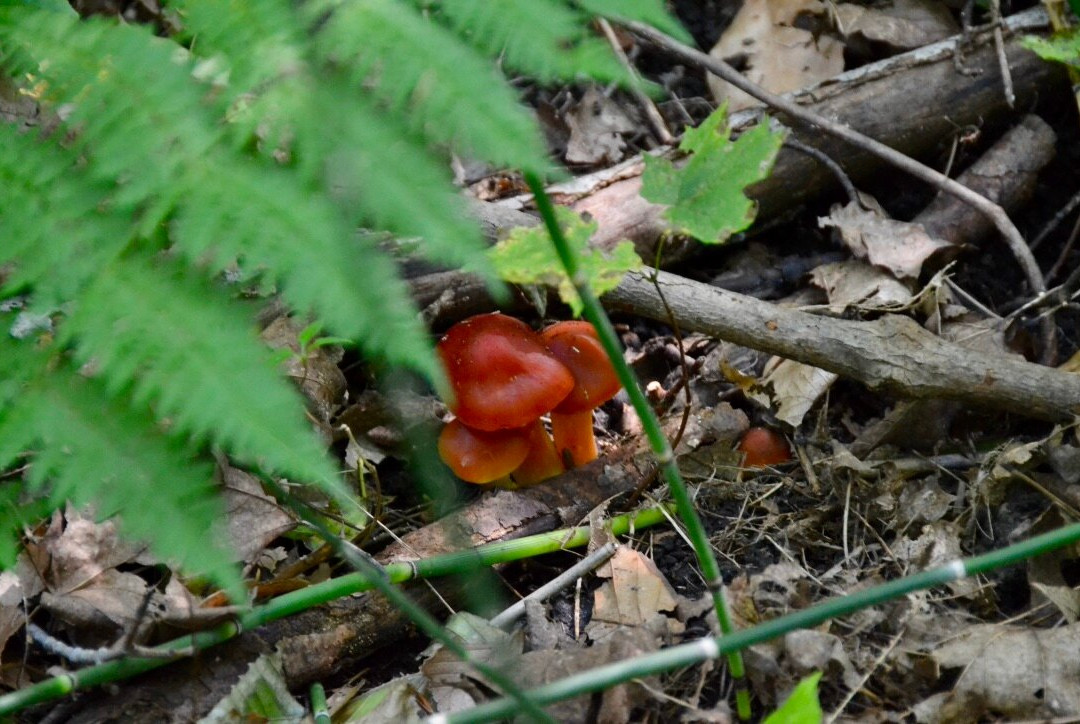 Peter's Wood Provincial Nature Reserve Trail景点图片