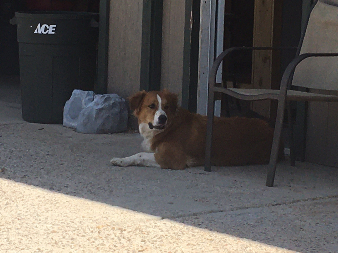 Black Horse Brewery-肖洛必去景点