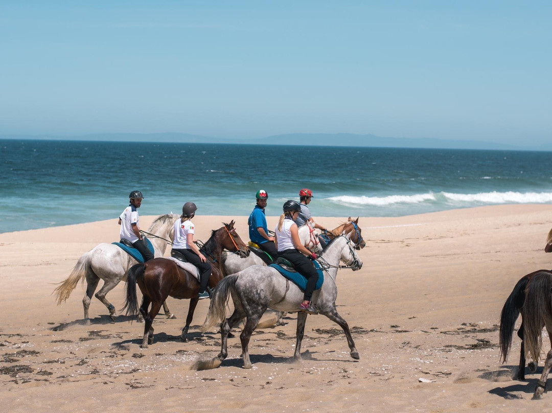 Horses by the Beach景点图片