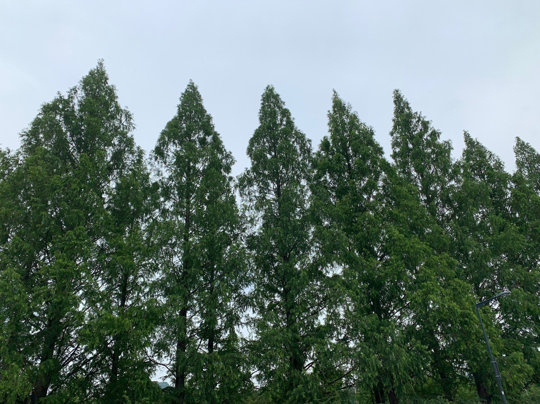 Damyang Metasequoia Road-潭阳郡必去景点