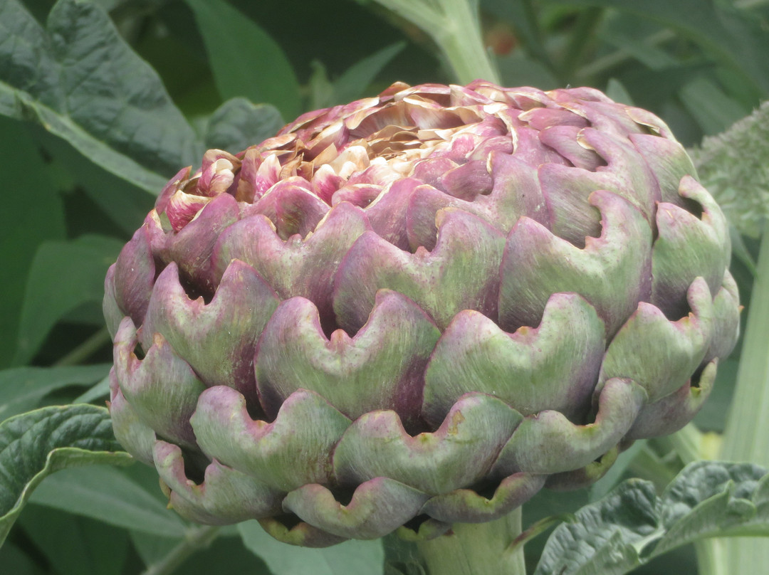 Riverfront Promenade-纳帕必去景点