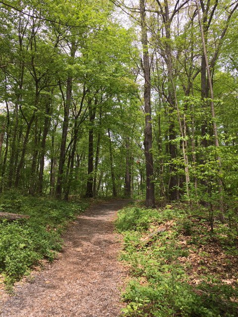 Boyd Big Tree Preserve Conservation Area-哈里斯堡必去景点