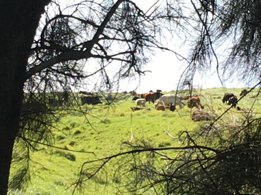 Kohala Mountain Road-哈威必去景点
