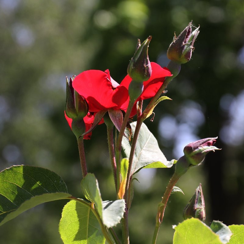William Land Park-沙加缅度必去景点