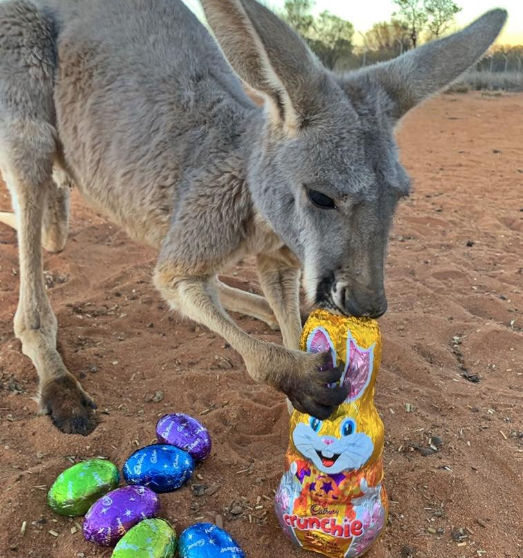 The Kangaroo Sanctuary-爱丽斯泉必去景点
