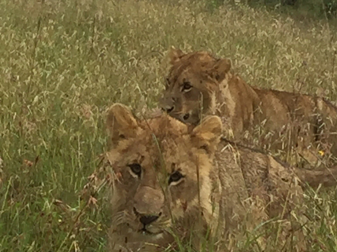 day to day Tours and safaris, Kenya-内罗毕必去景点