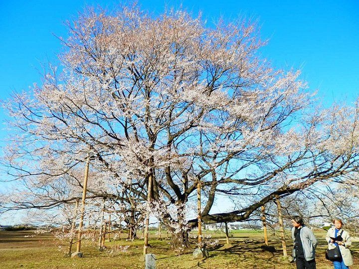 Tenpyo no oka Park-下野市必去景点