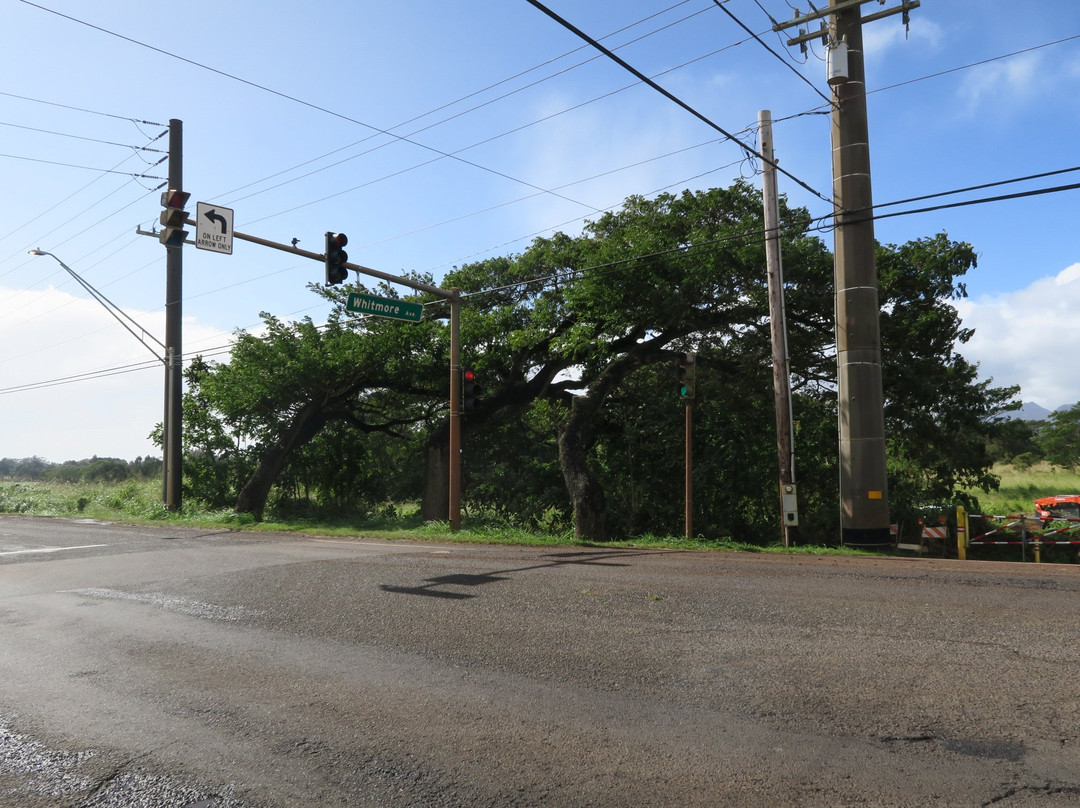 Kukaniloko Birthing Stones-瓦西瓦必去景点
