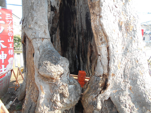 Japanese Zelkova Tree of Mitsugi Shrine-鸿巢市必去景点