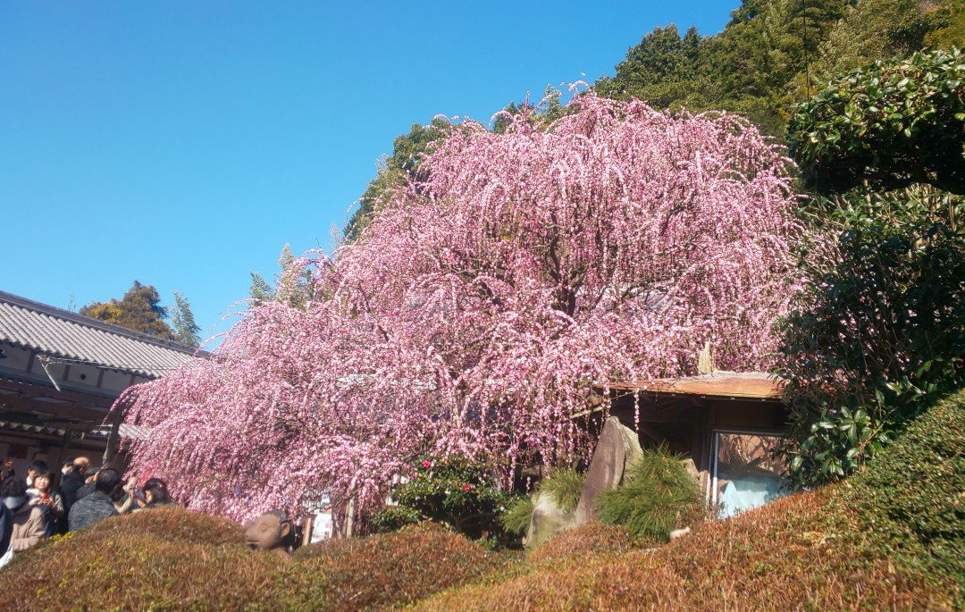 Yagi no Shidareume-南淡路市必去景点