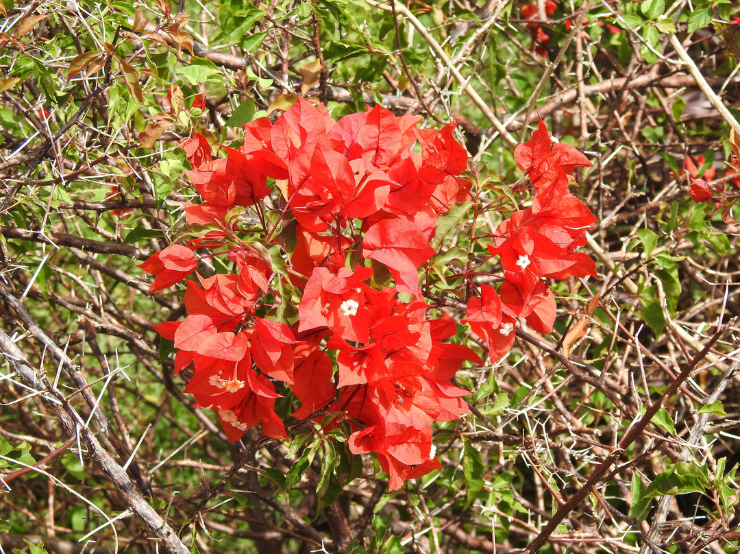 Gun Hill Signal Station-Saint George Parish必去景点