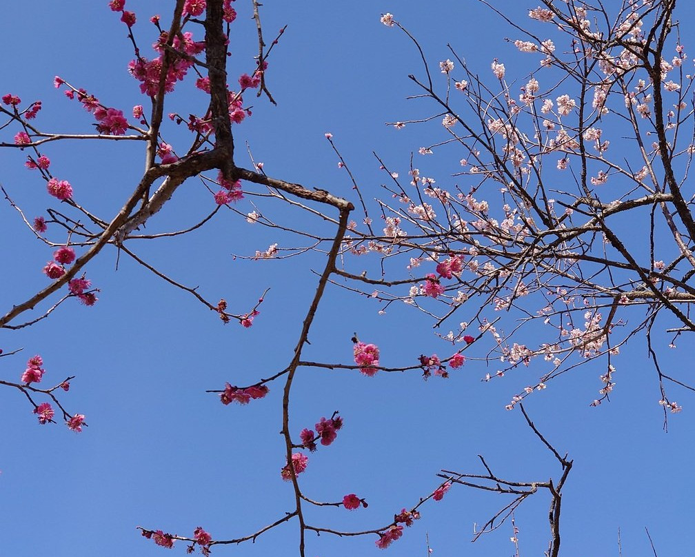 Kodokan Park-水户市必去景点